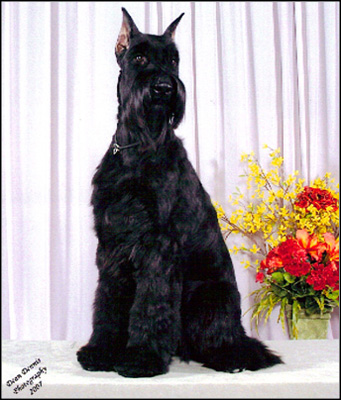 dog photo