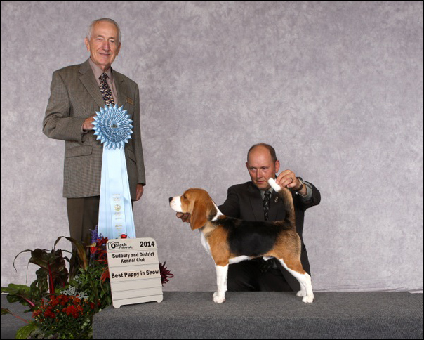 dog photo