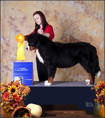 dog photo