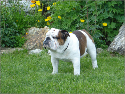 dog photo