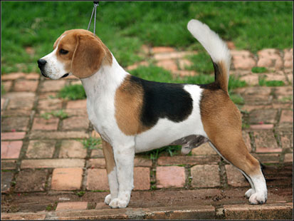 dog photo