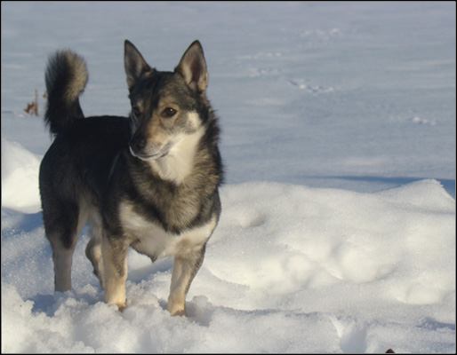 dog photo