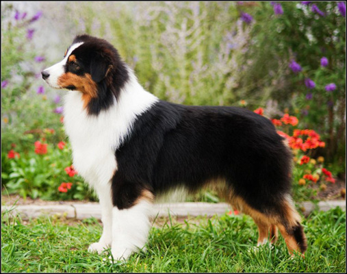 dog photo