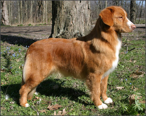 dog photo
