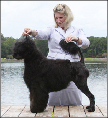 dog photo