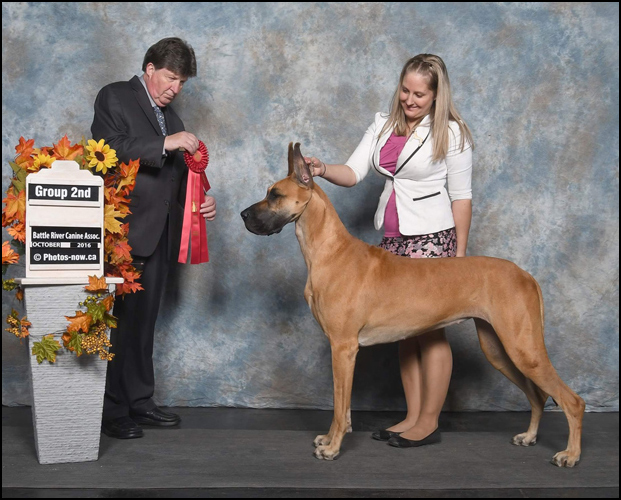 dog photo