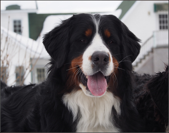 dog photo