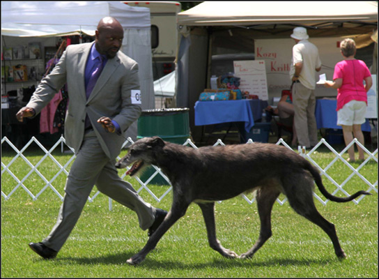dog photo