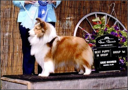 dog photo