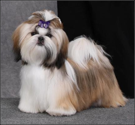 dog photo