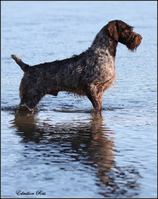 dog photo
