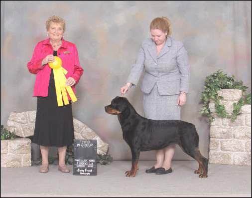 dog photo