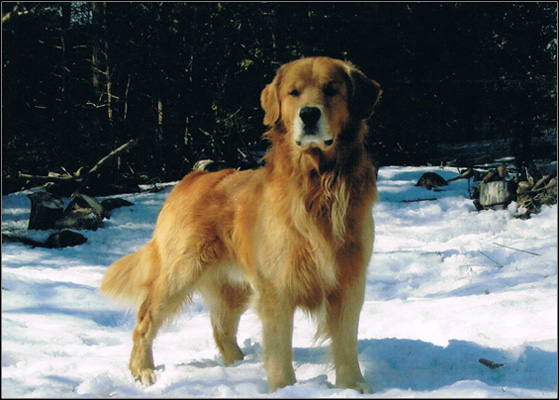 dog photo