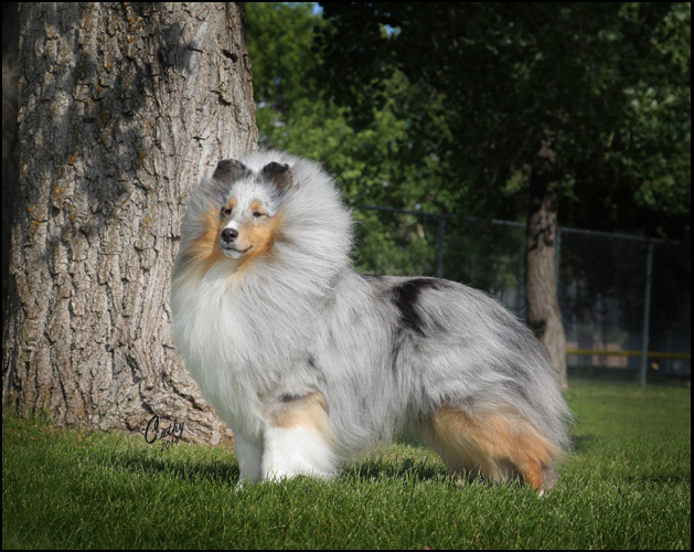 dog photo