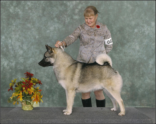 dog photo