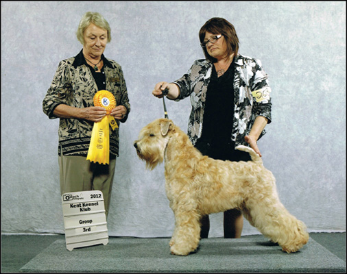 dog photo