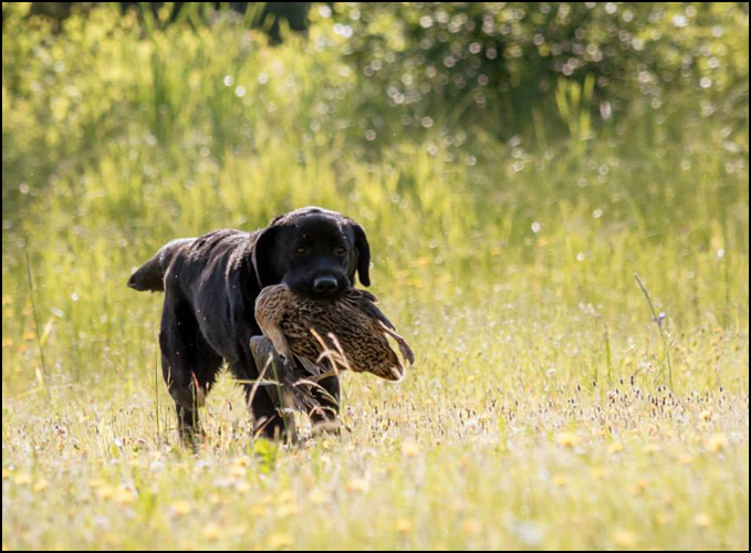 dog photo