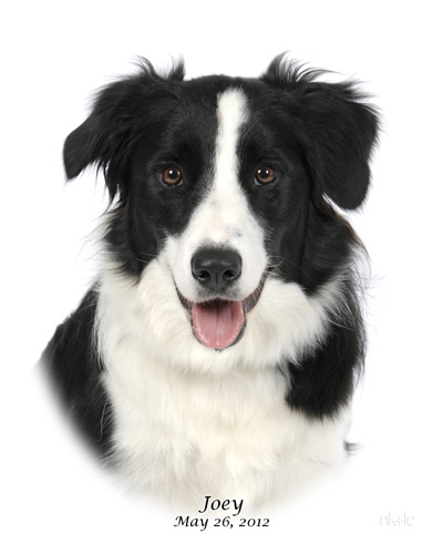 dog photo