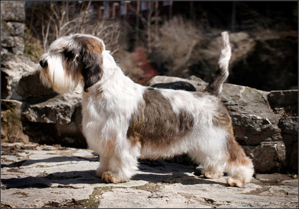 dog photo