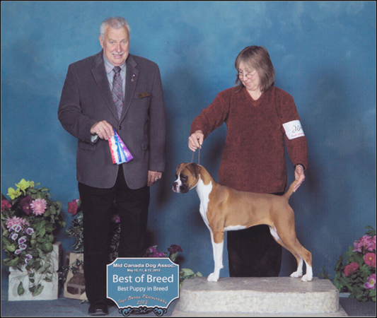 dog photo
