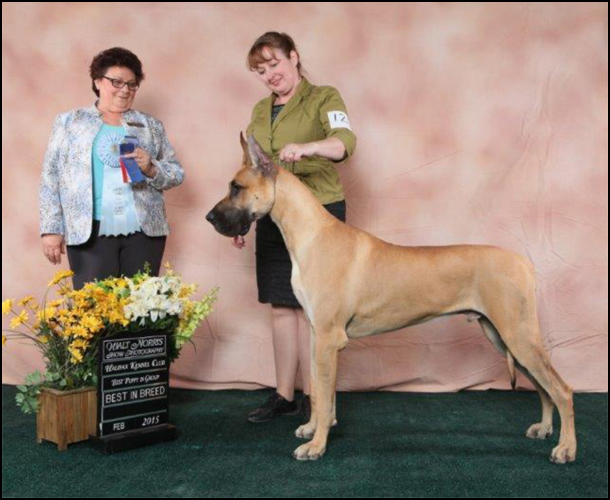 dog photo
