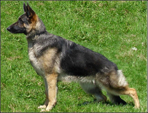 dog photo