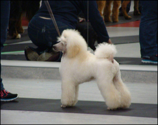 dog photo
