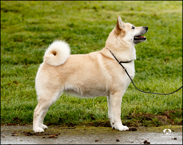 dog photo