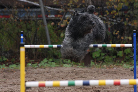 dog photo