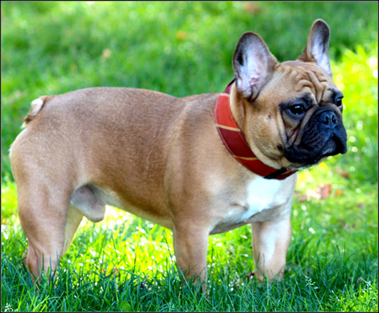 dog photo