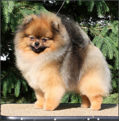 dog photo