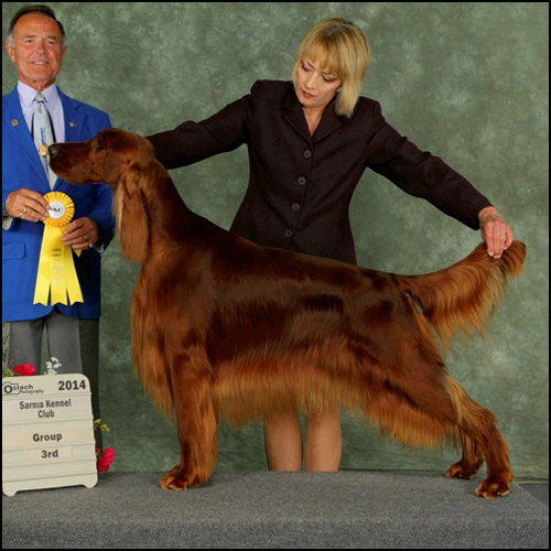 dog photo