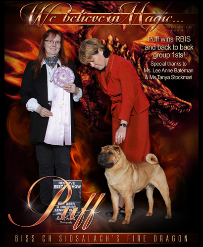 dog photo