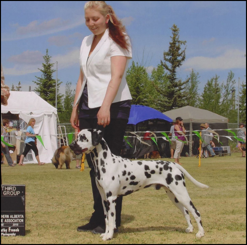 dog photo