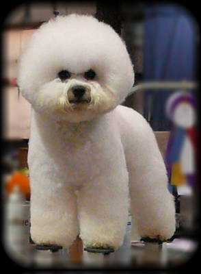dog photo