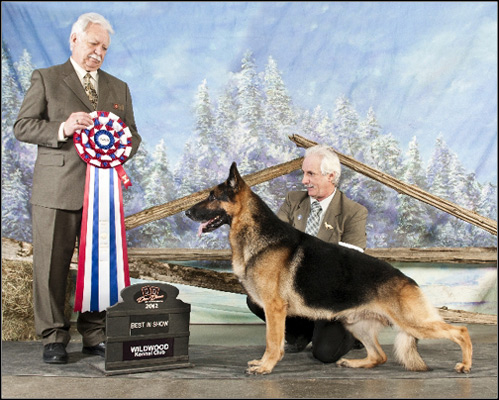 dog photo