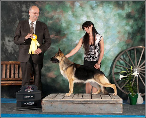 dog photo