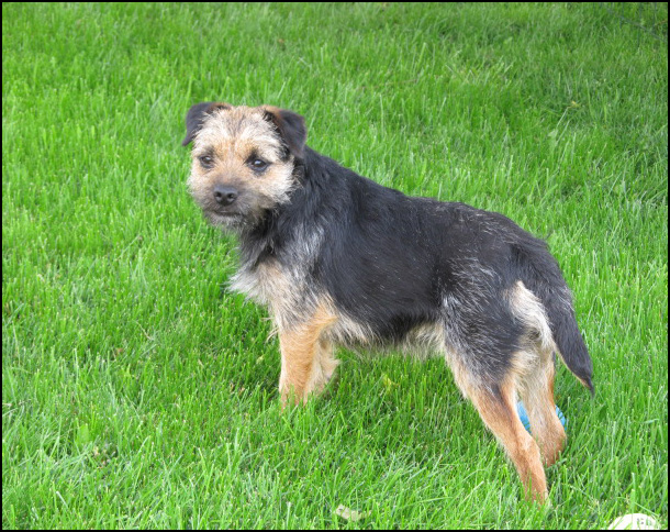 dog photo