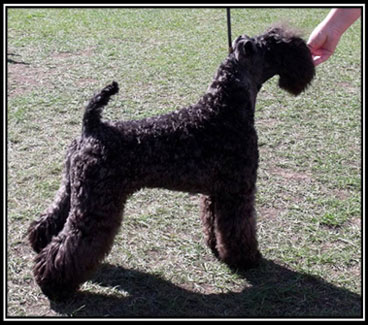 dog photo