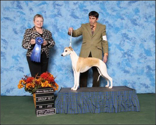 dog photo