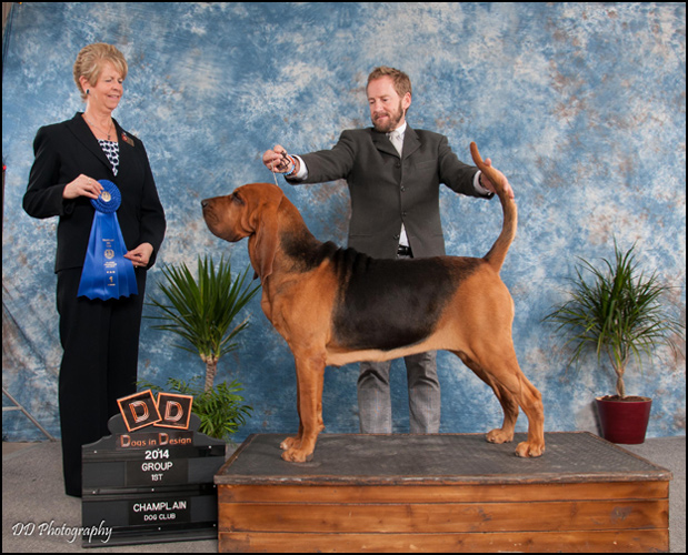 dog photo