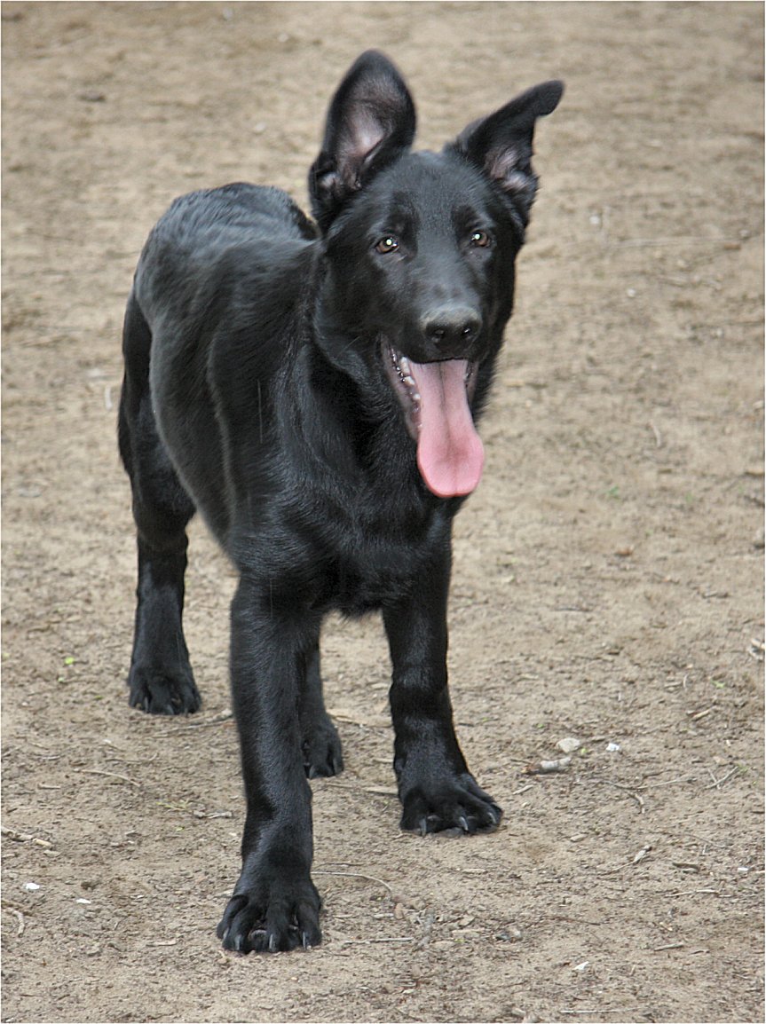 Canuck Dogs Your source for Canadian dog event information online.